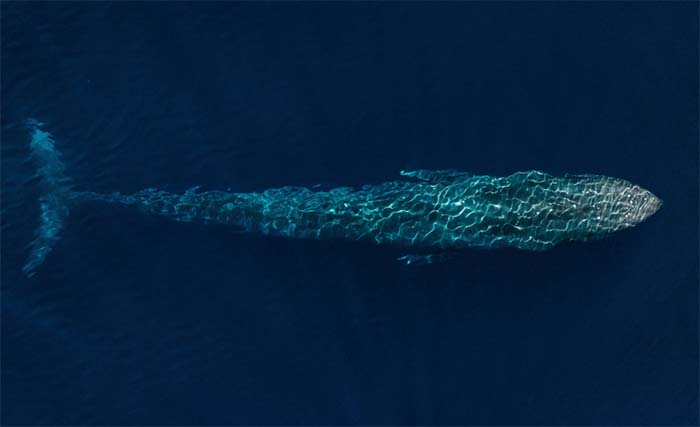 Blue Whale Summer