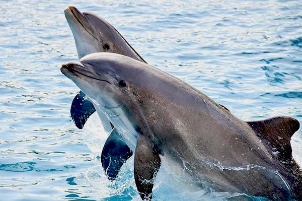 Dolphins San Diego
