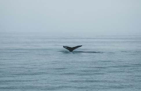 Peak Season Whale