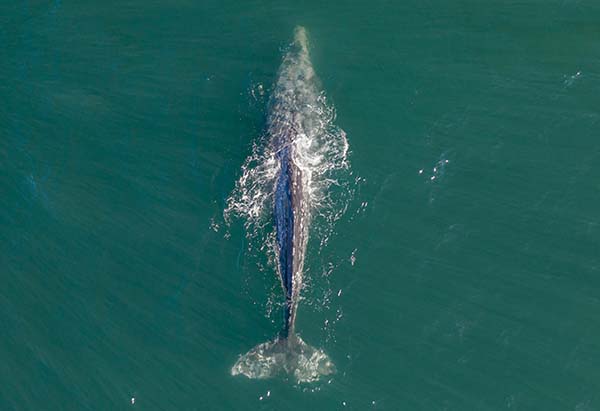 Gray Whale December