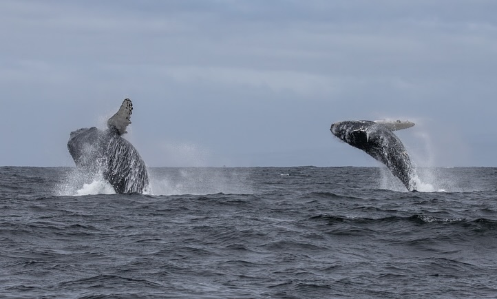 Mother Calf Pair