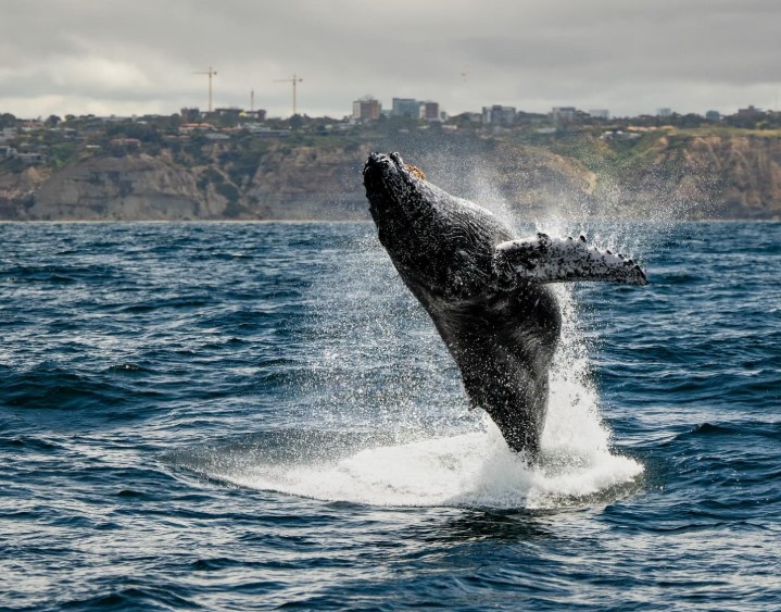 Close Whale Encounter